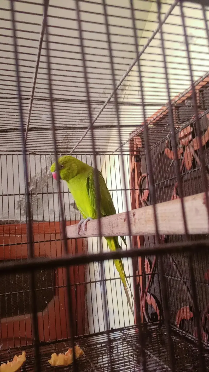 katha breeders female — photo 4