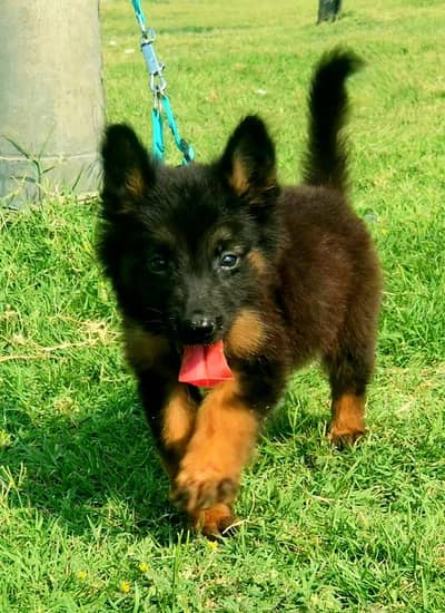 German Shepherd female long coat for sale