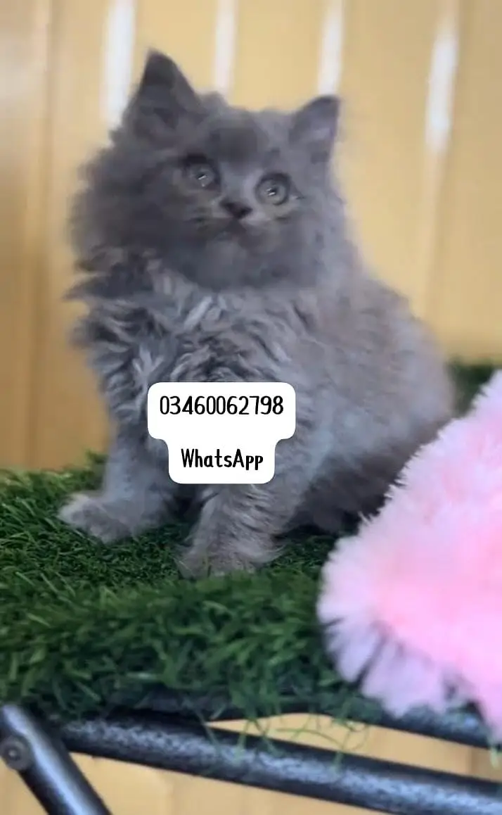 Persian cat 3 coated 5 phase vaccinated delivery all Pakistan — photo 3