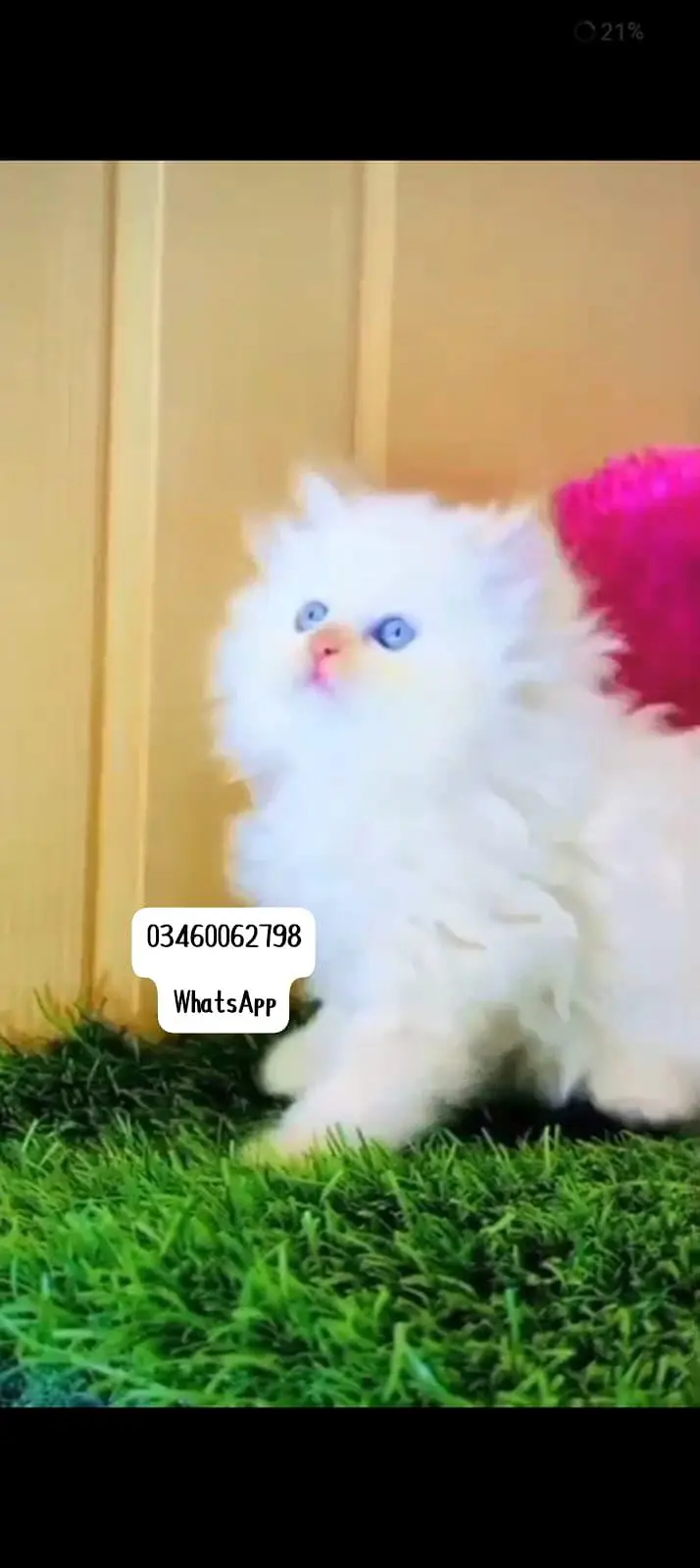 Persian cat 3 coated 5 phase vaccinated delivery all Pakistan — photo 4