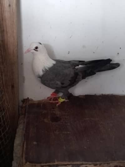 shabas karbalai female