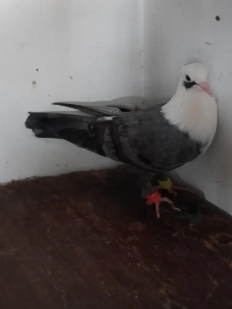 shabas karbalai female — photo 2