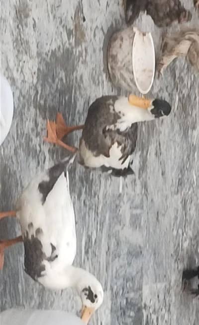 ducks pair