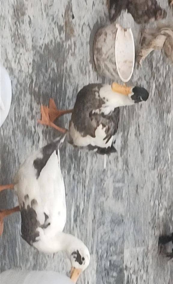 ducks pair 0