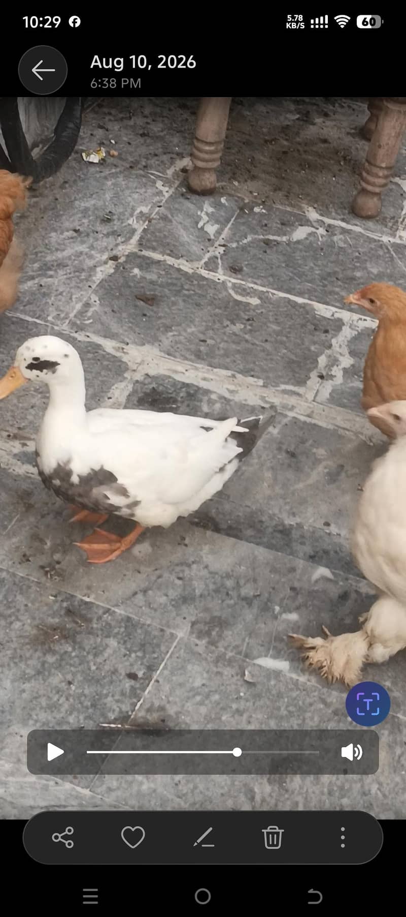 ducks pair 1