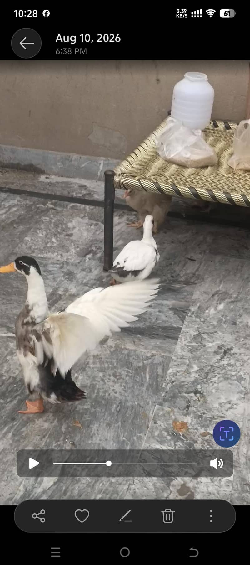 ducks pair 2
