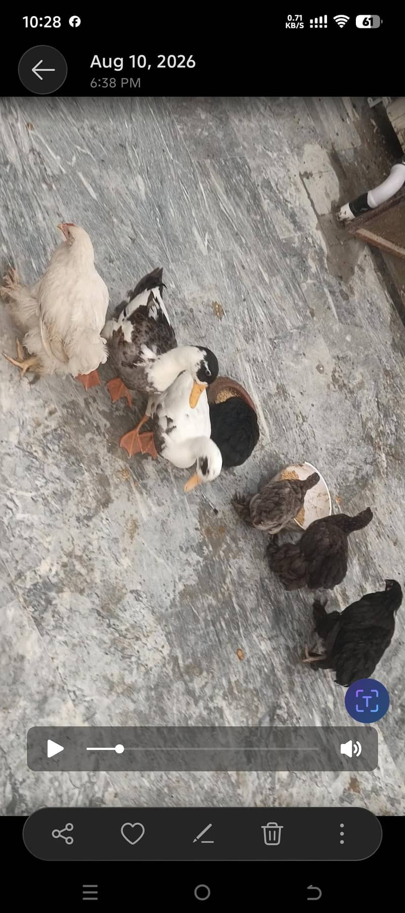 ducks pair 3