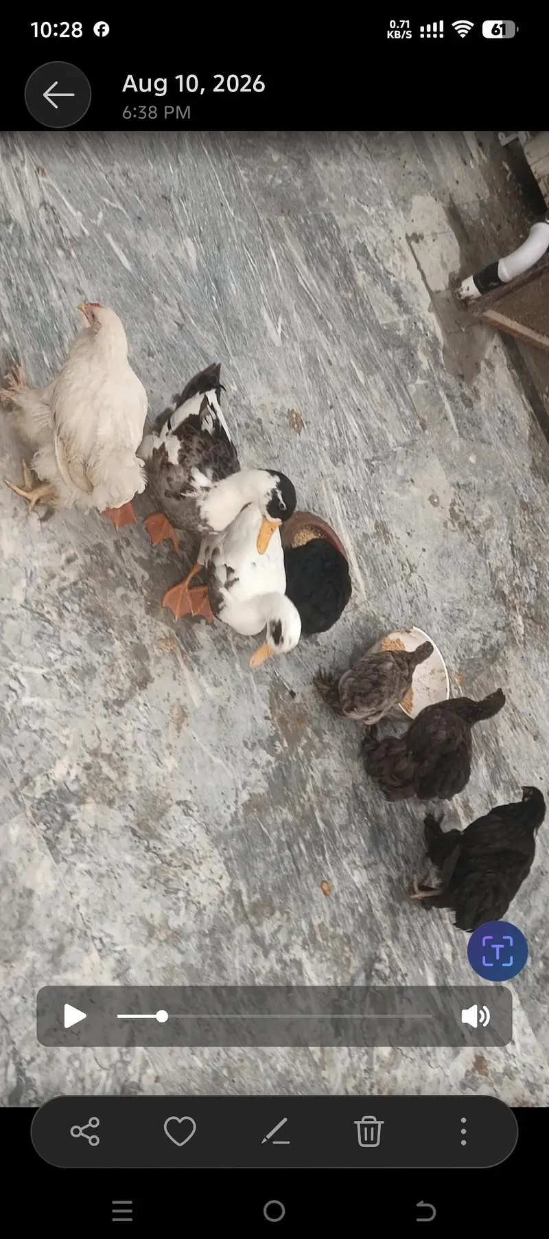 ducks pair — photo 4