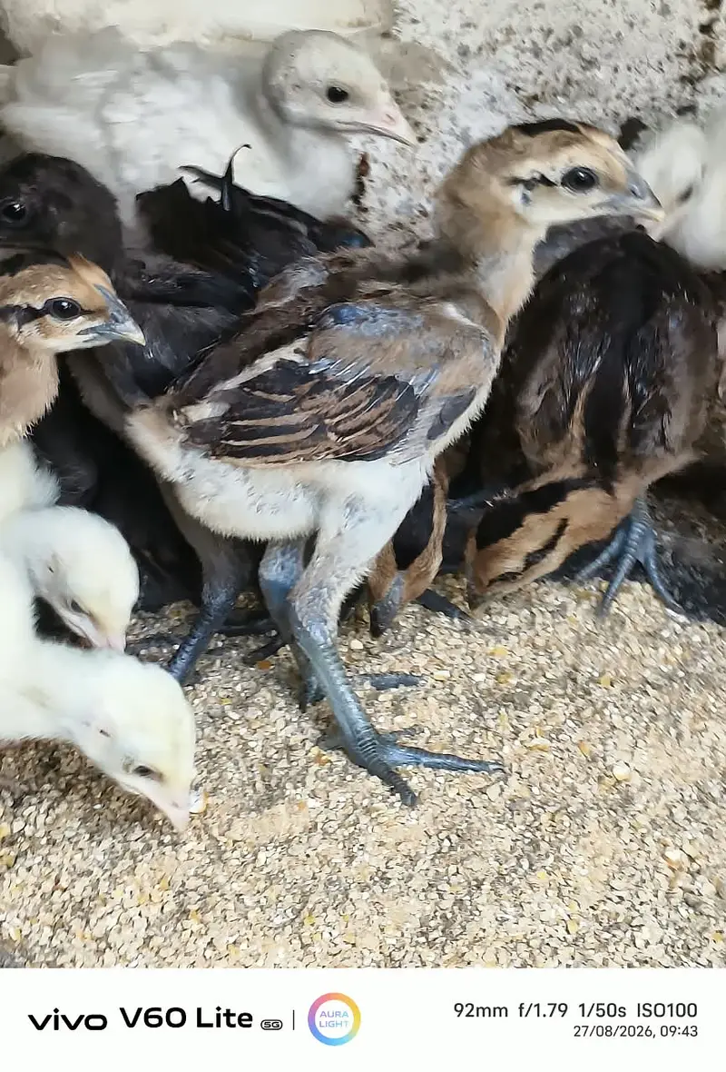 Dragon Aseel  Chicks Age 1 Month — photo 2