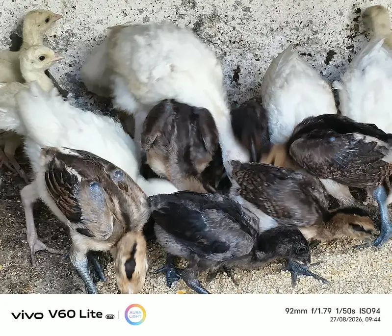 Dragon Aseel  Chicks Age 1 Month — photo 3