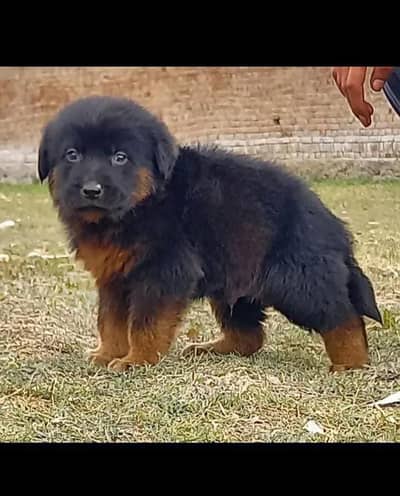 German shepherd male dog / double coat / GSD