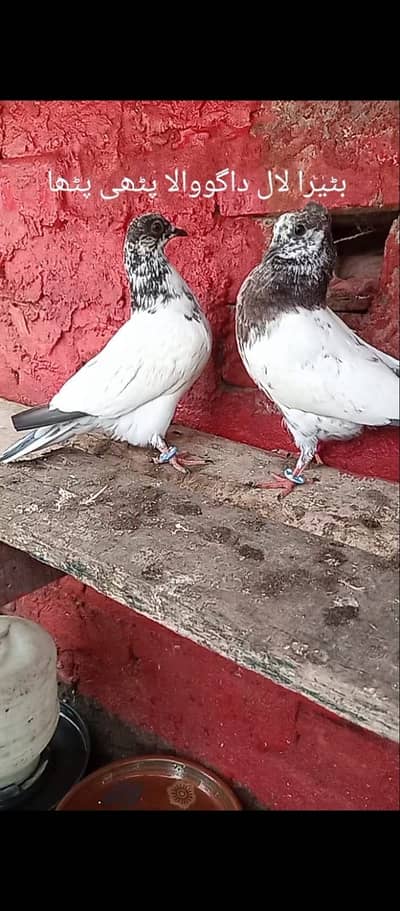 All Baby pigeons available