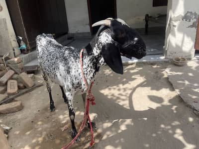 achi nasal ki bakri hy hamary pass chara ka issue hy .