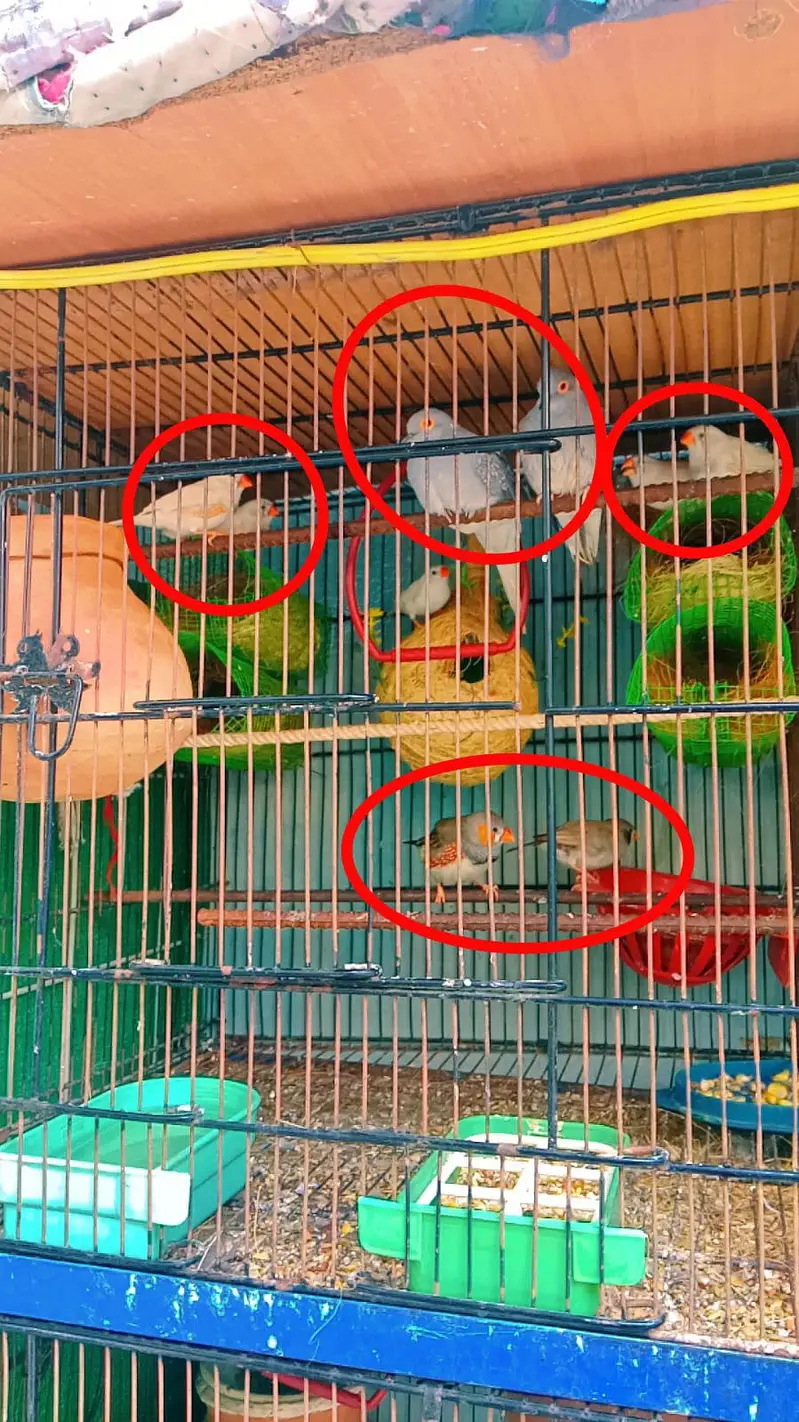 Bajris , Dove , Finches — photo 4