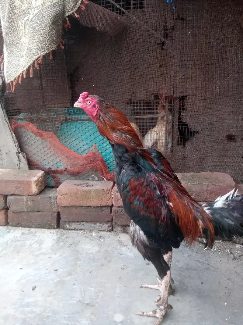 aseel murgi haldi and A+quality — photo 3