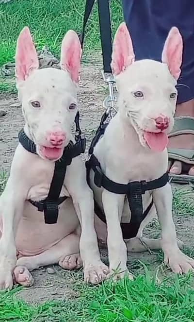 paver khalis Guwahati gultair female pink nose Delhi eyes mein