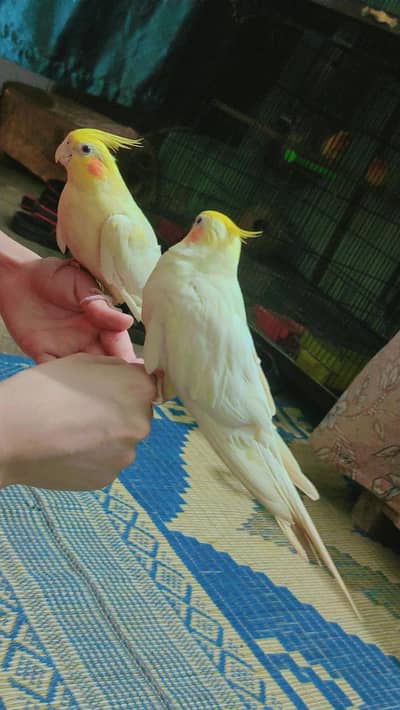 handtamed cocktail pair