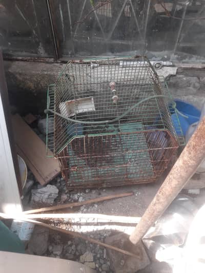 bird cage for sale