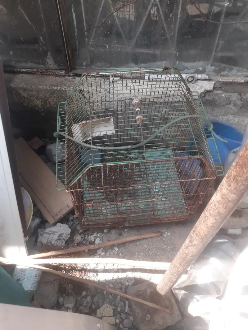 bird cage for sale