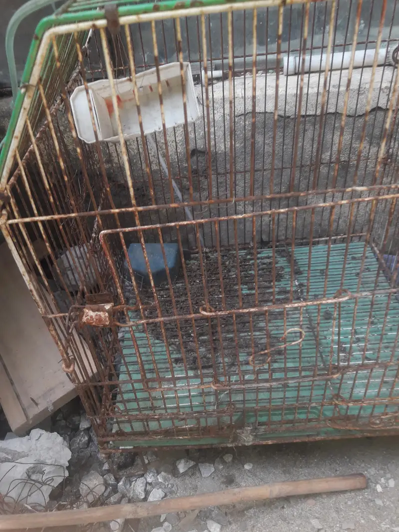 bird cage for sale — photo 2