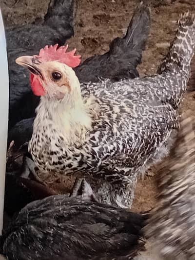 Australorp & Egyptian Fayoumi Pattay & Pattian