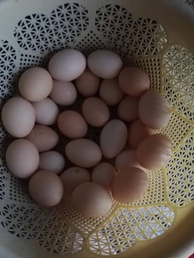 Desi eggs home production