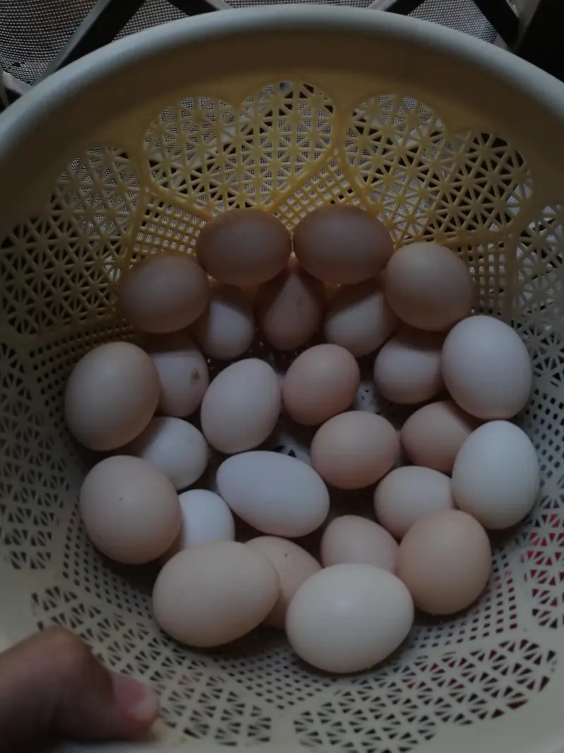 Desi eggs home production — photo 2