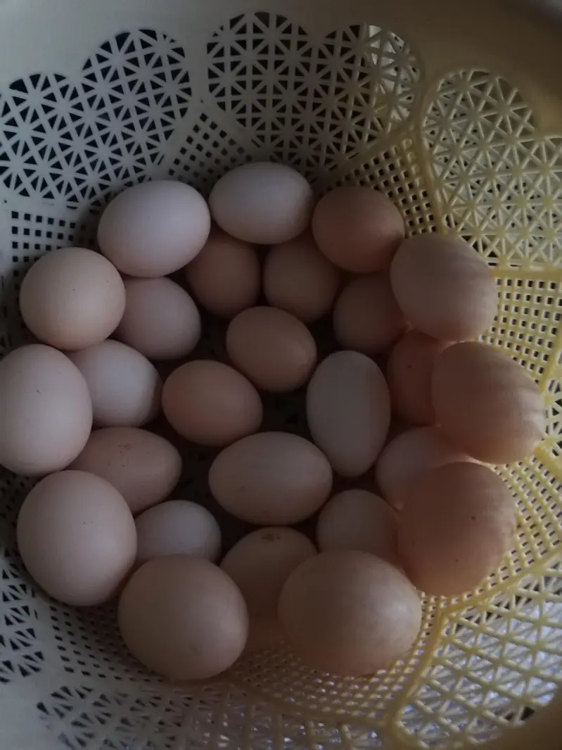 Desi eggs home production — photo 3