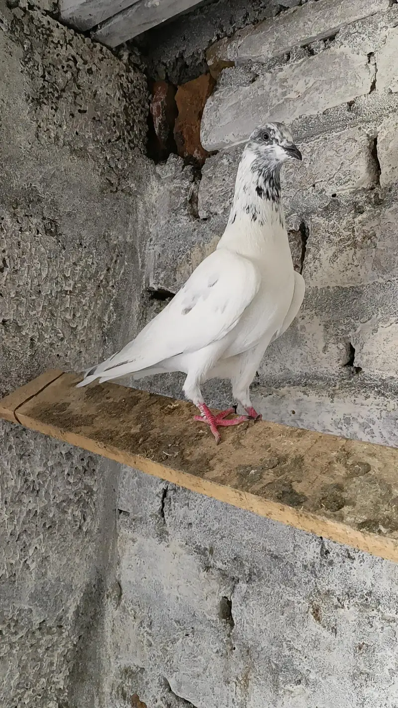 ہائی فلائر سیالکوٹی ٹیڈی بلڈ تین کبوتروں کا پرفیکٹ سیٹ — photo 2