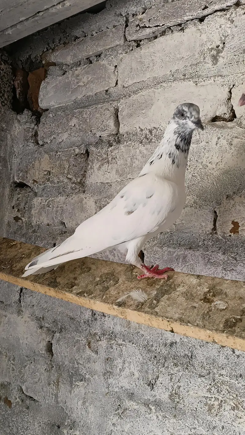 ہائی فلائر سیالکوٹی ٹیڈی بلڈ تین کبوتروں کا پرفیکٹ سیٹ — photo 3