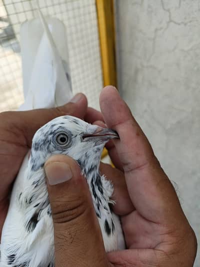 ہائی فلائر سیالکوٹی ٹیڈی بلڈ تین کبوتروں کا پرفیکٹ سیٹ