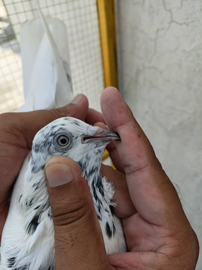 ہائی فلائر سیالکوٹی ٹیڈی بلڈ تین کبوتروں کا پرفیکٹ سیٹ 0