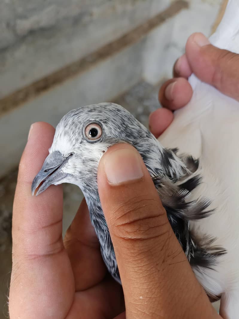 ہائی فلائر سیالکوٹی ٹیڈی بلڈ تین کبوتروں کا پرفیکٹ سیٹ 4