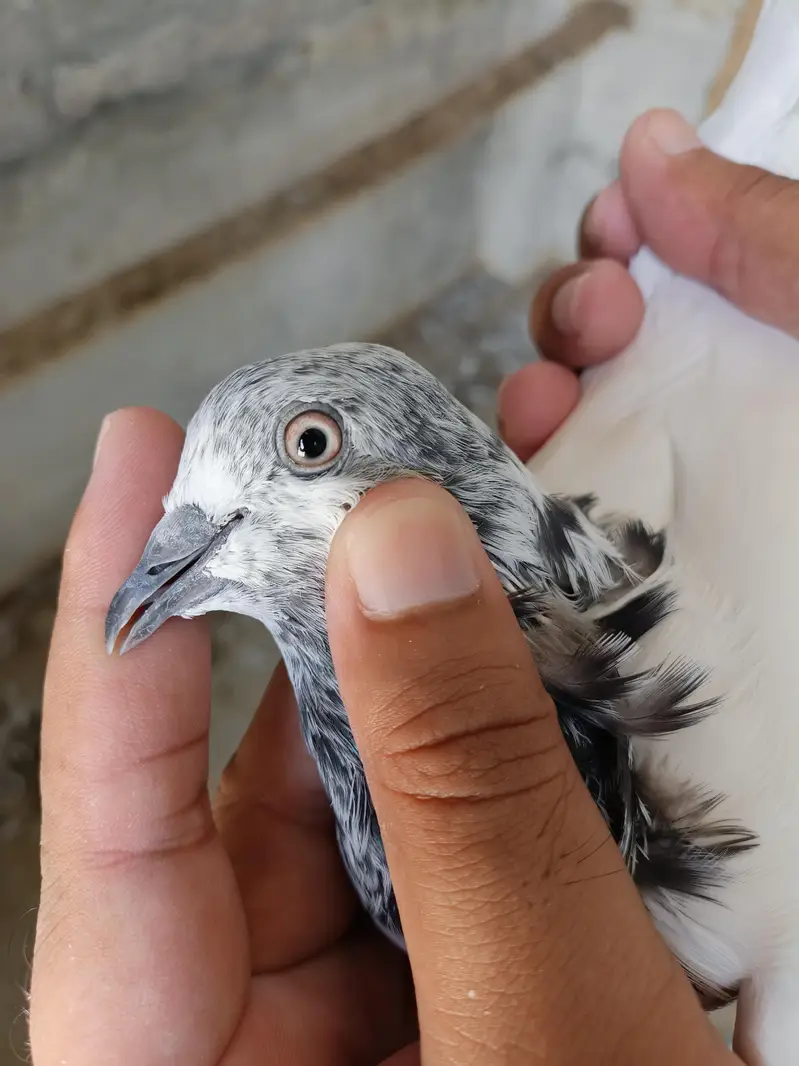 ہائی فلائر سیالکوٹی ٹیڈی بلڈ تین کبوتروں کا پرفیکٹ سیٹ — photo 5