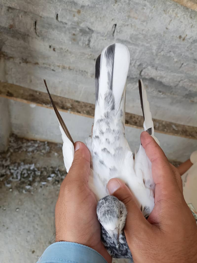 ہائی فلائر سیالکوٹی ٹیڈی بلڈ تین کبوتروں کا پرفیکٹ سیٹ 7