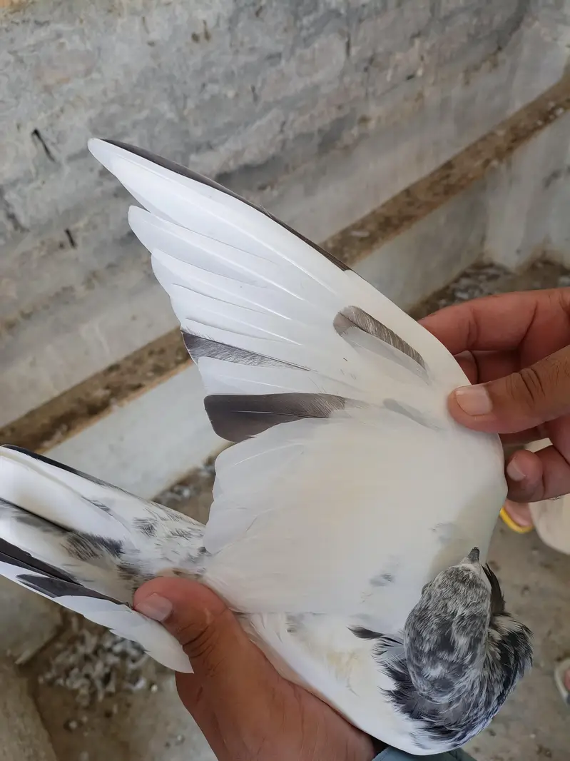 ہائی فلائر سیالکوٹی ٹیڈی بلڈ تین کبوتروں کا پرفیکٹ سیٹ — photo 9