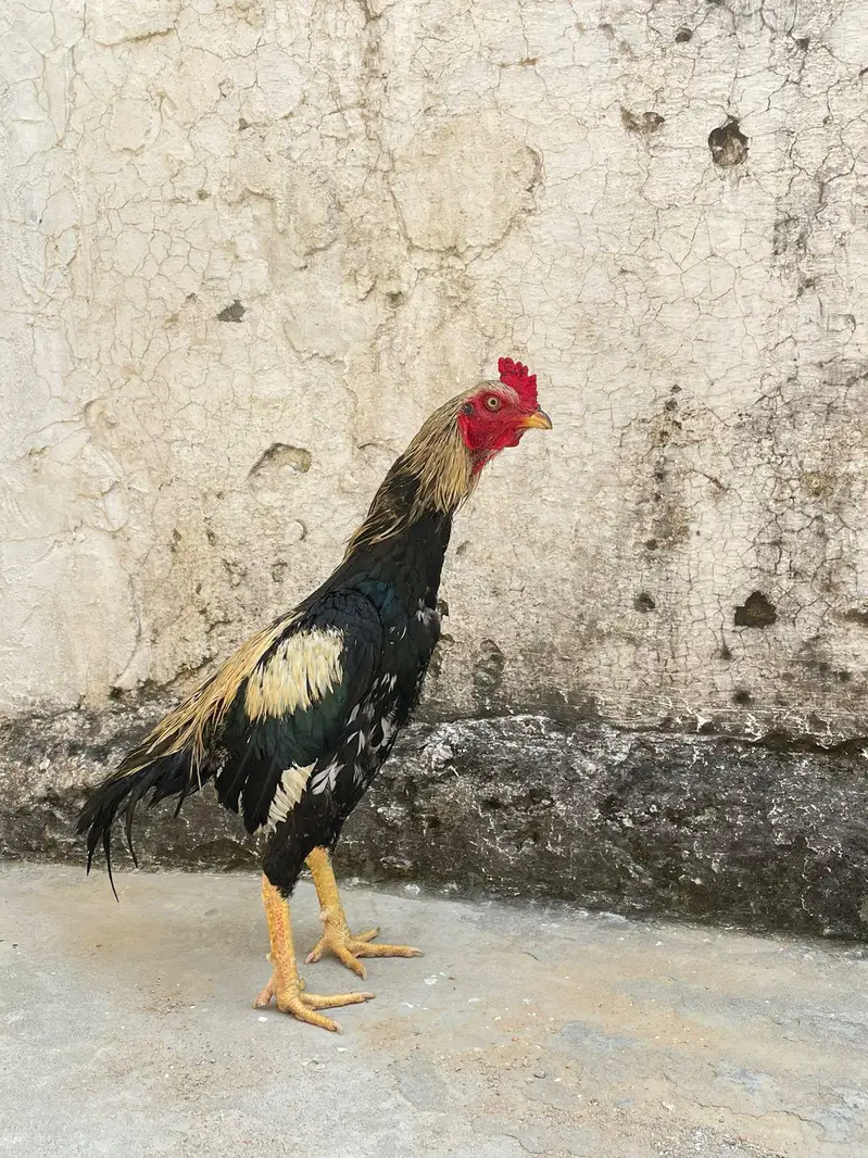 aseel jawa — photo 3