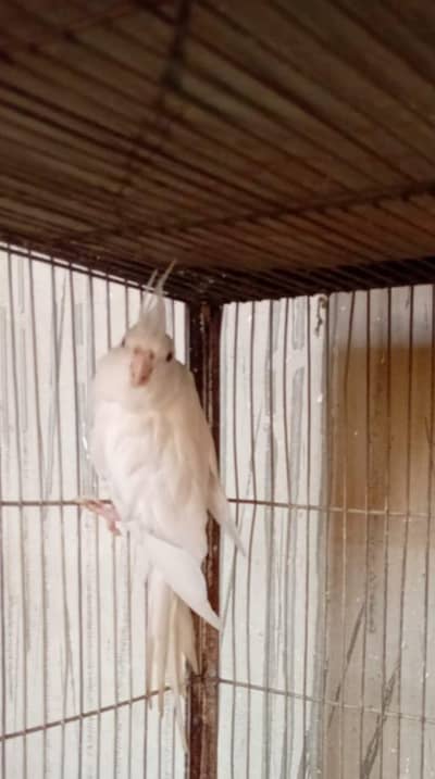 Eno female urgently sale