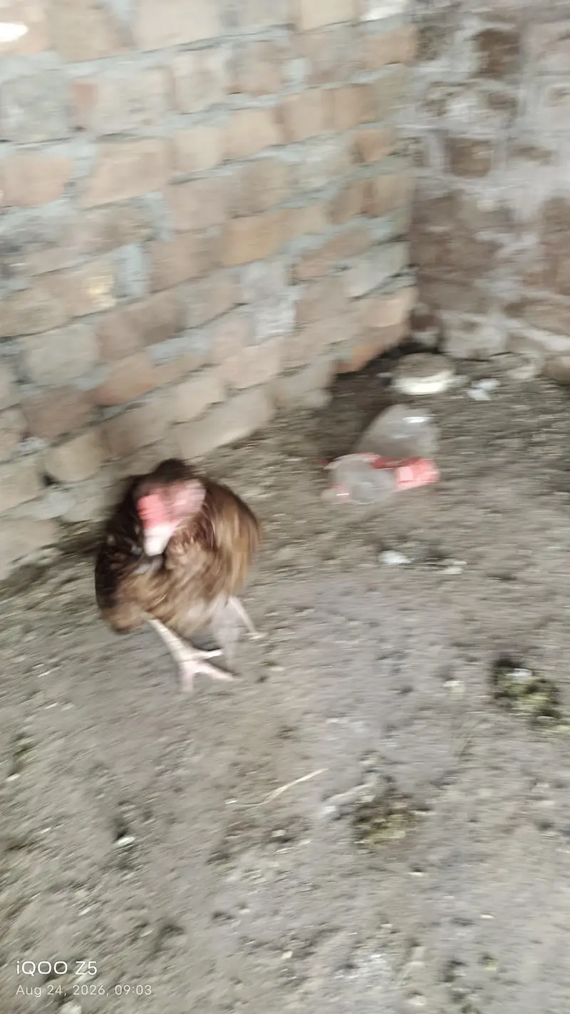 jis nay lani wo rabta kre bas — photo 3