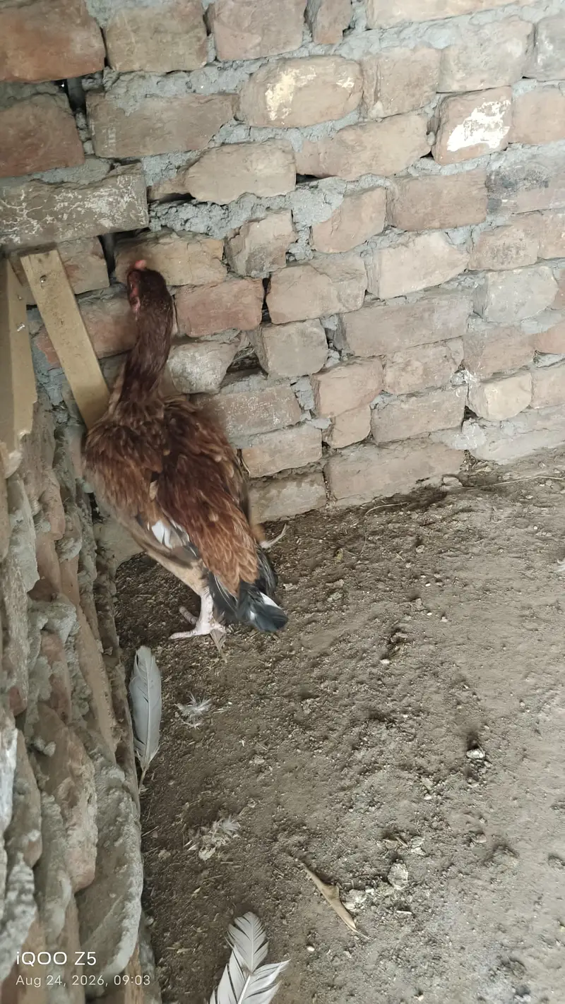 jis nay lani wo rabta kre bas — photo 4