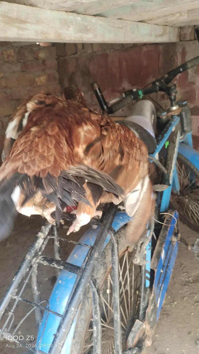 jis nay lani wo rabta kre bas — photo 5