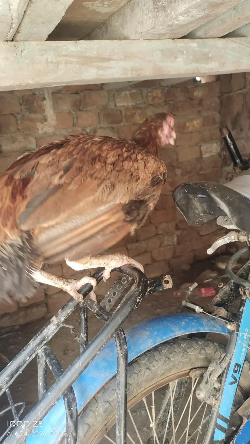 jis nay lani wo rabta kre bas — photo 7