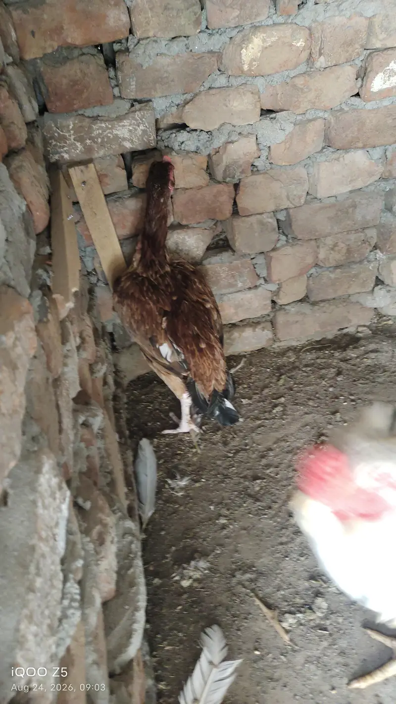 jis nay lani wo rabta kre bas — photo 11