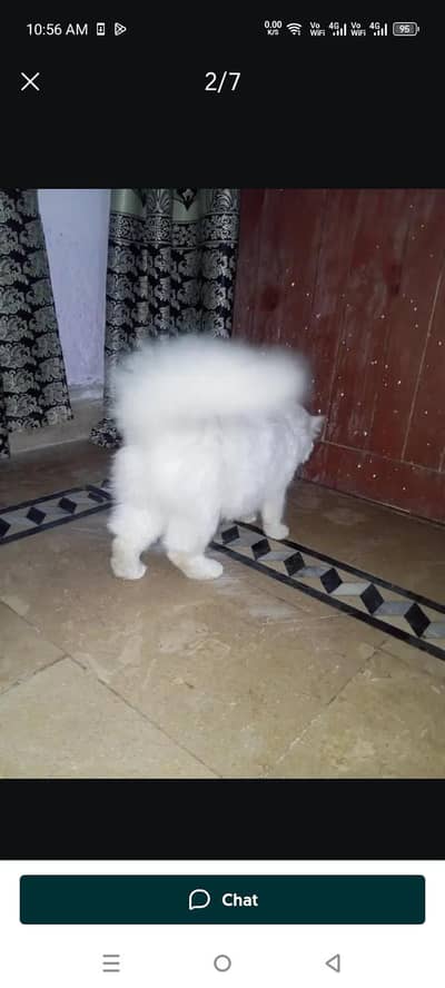 Persian Cat Friendly