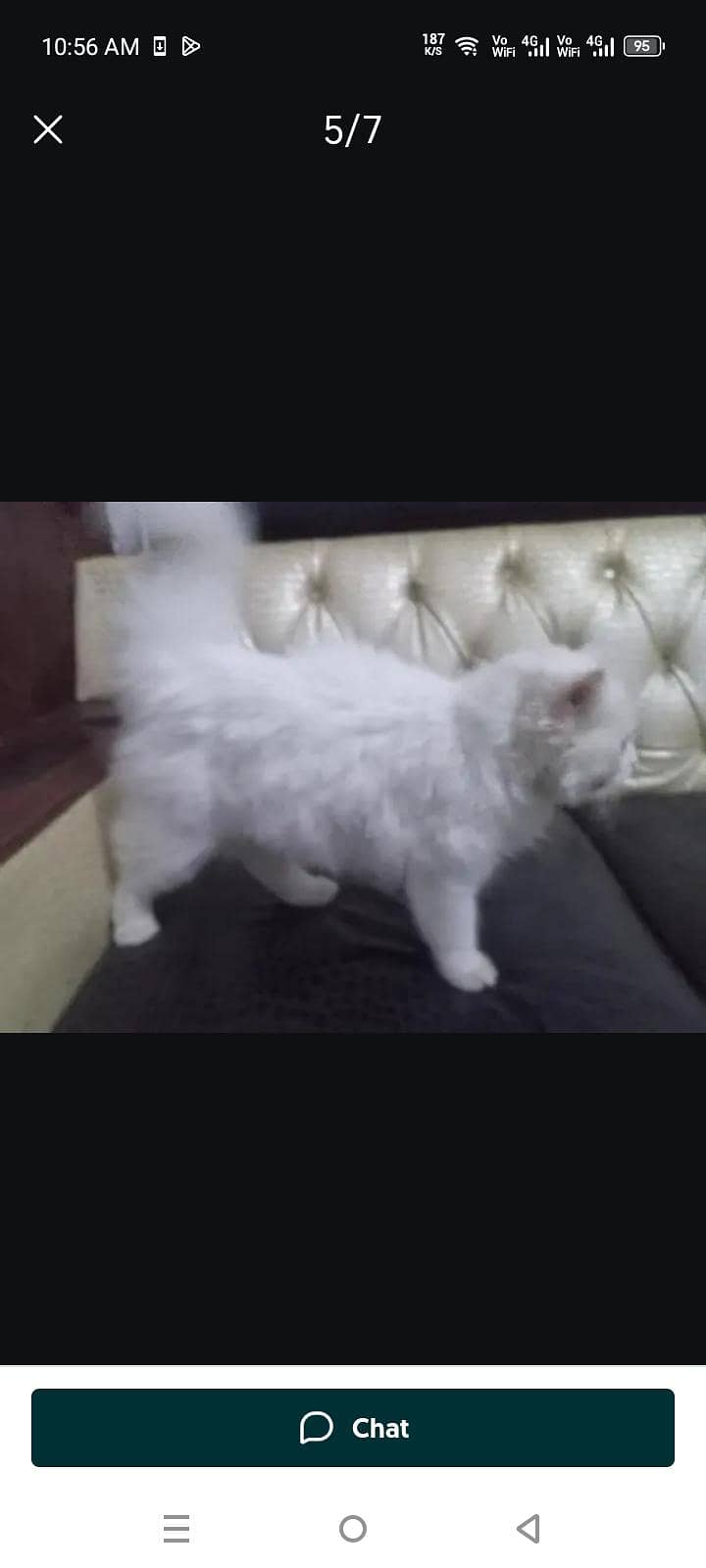 Persian Cat Friendly 1