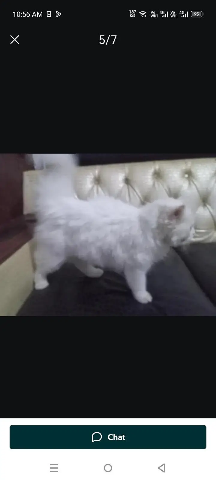 Persian Cat Friendly — photo 2