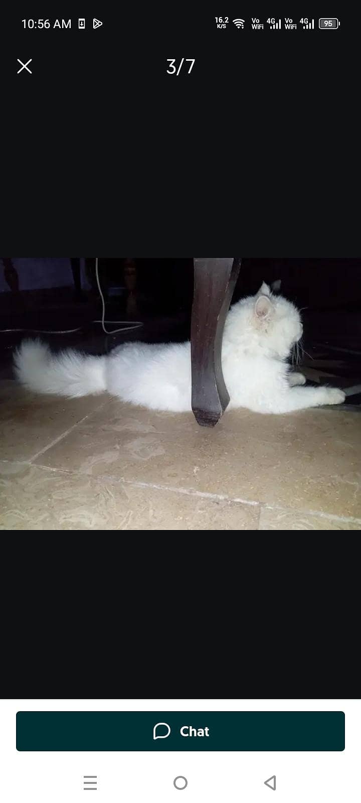 Persian Cat Friendly 2