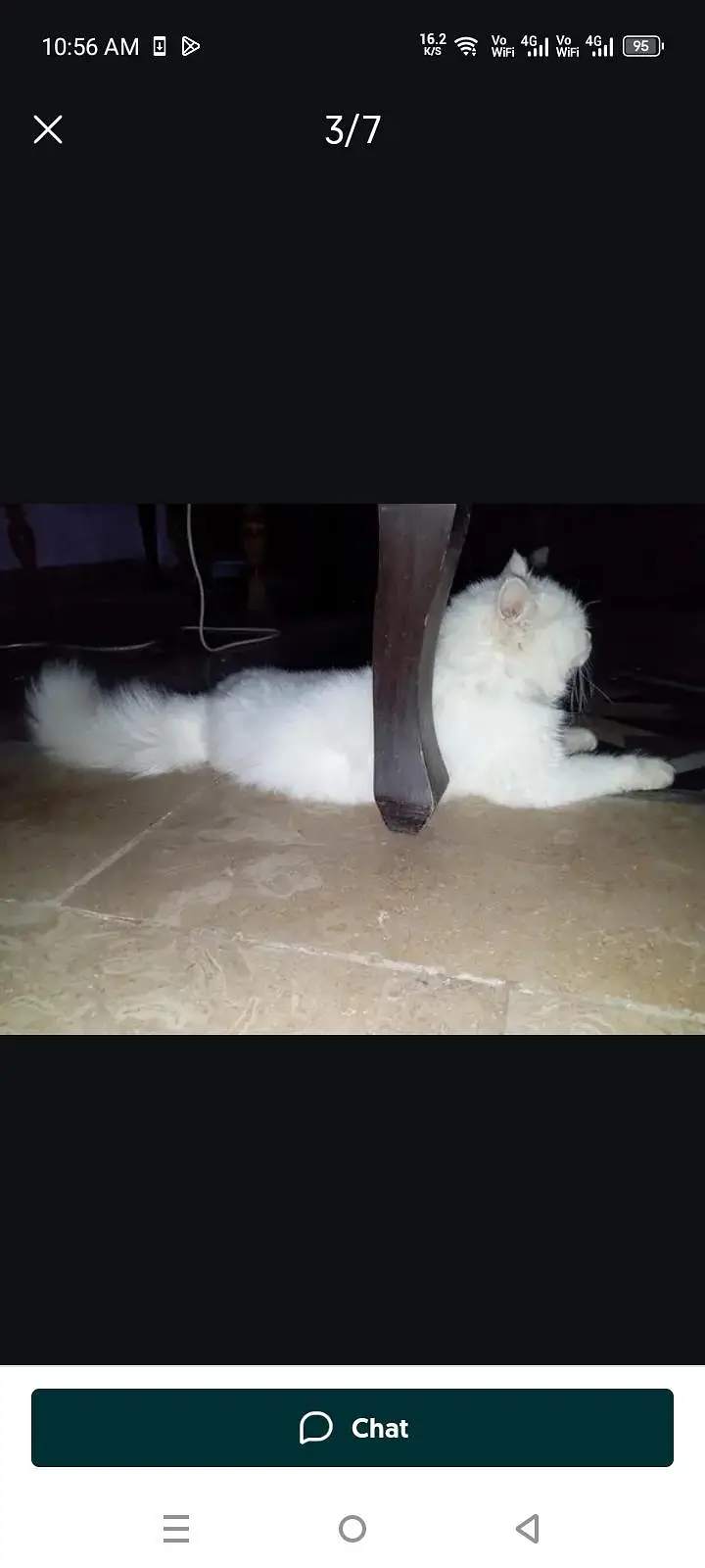Persian Cat Friendly — photo 3
