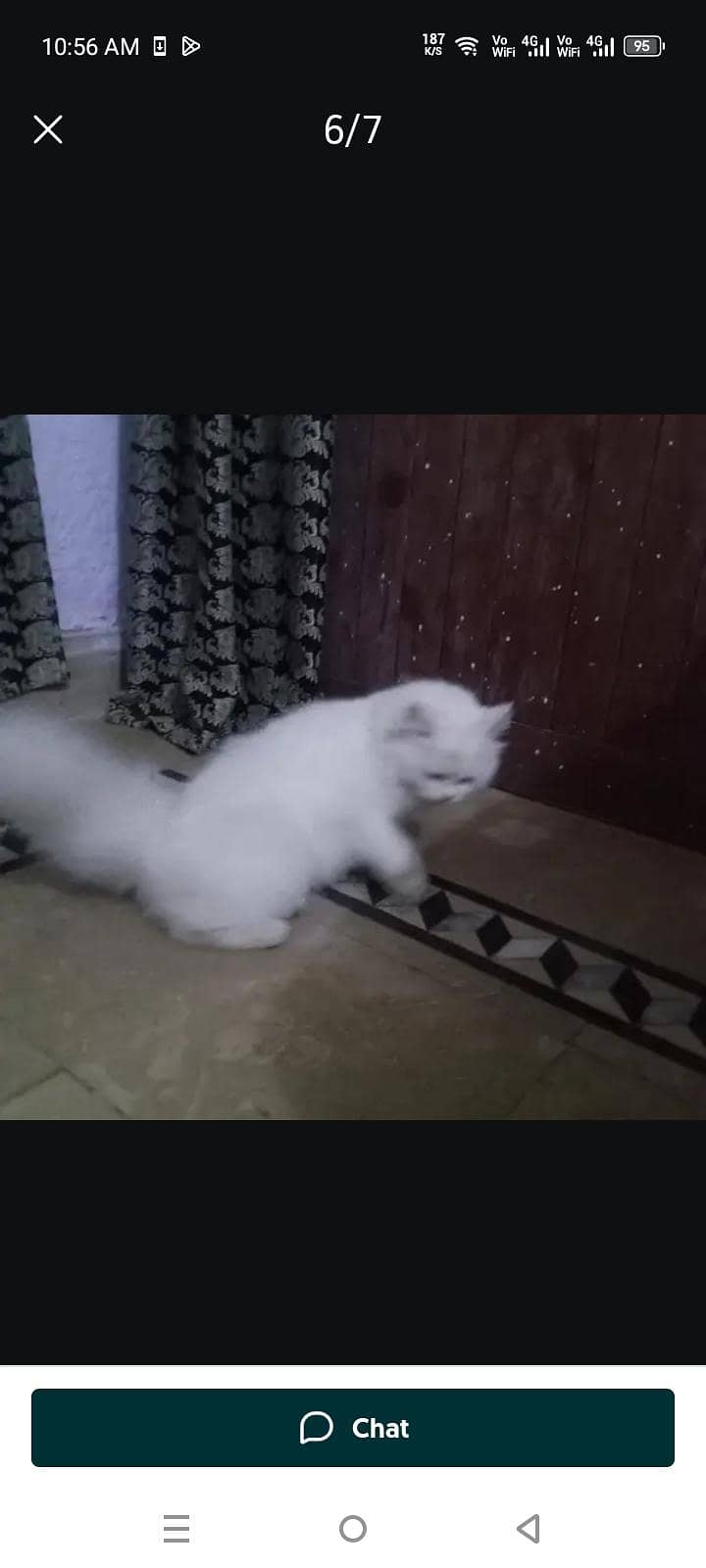 Persian Cat Friendly 3