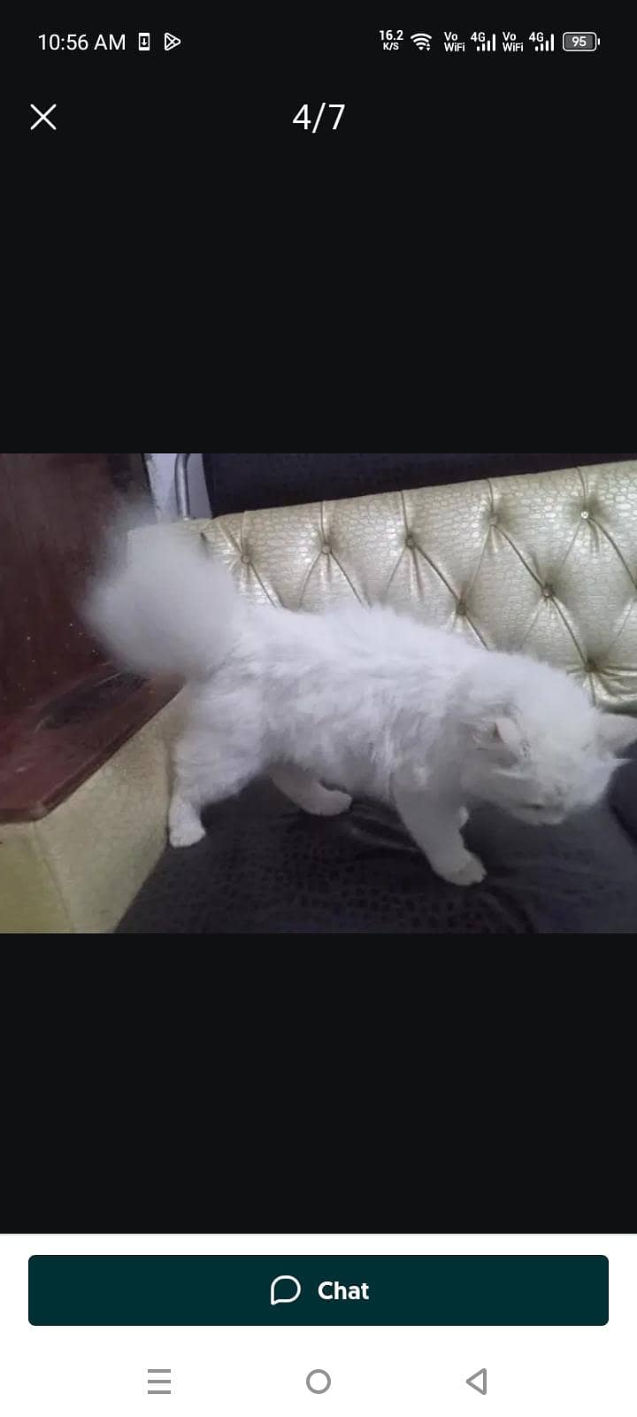 Persian Cat Friendly 4